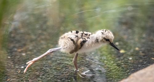 A young Black-Winged Stilt, wading through shallow water towards the right.