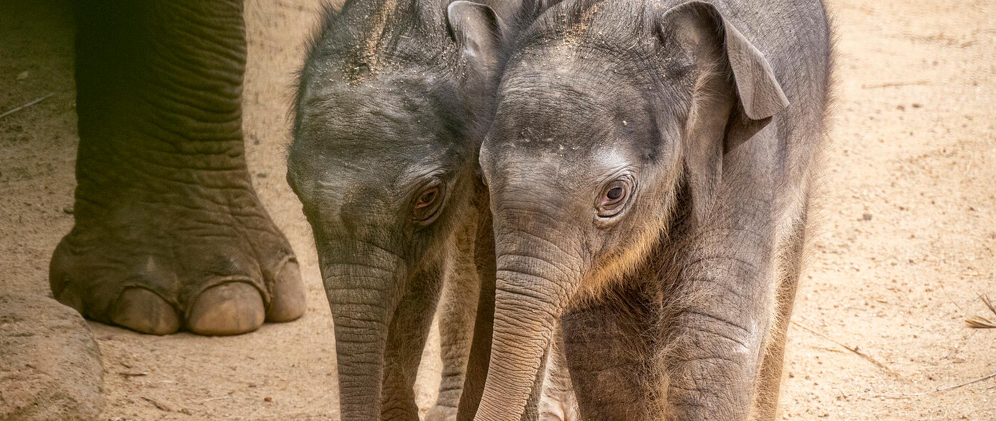 Philanthropy - Elephant Calves