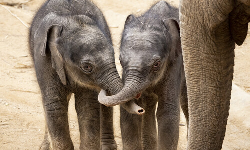3 day old male (Roi-Yim) and 10 day old female (Aiyara) elephant calves standing next to each other touching trunks.