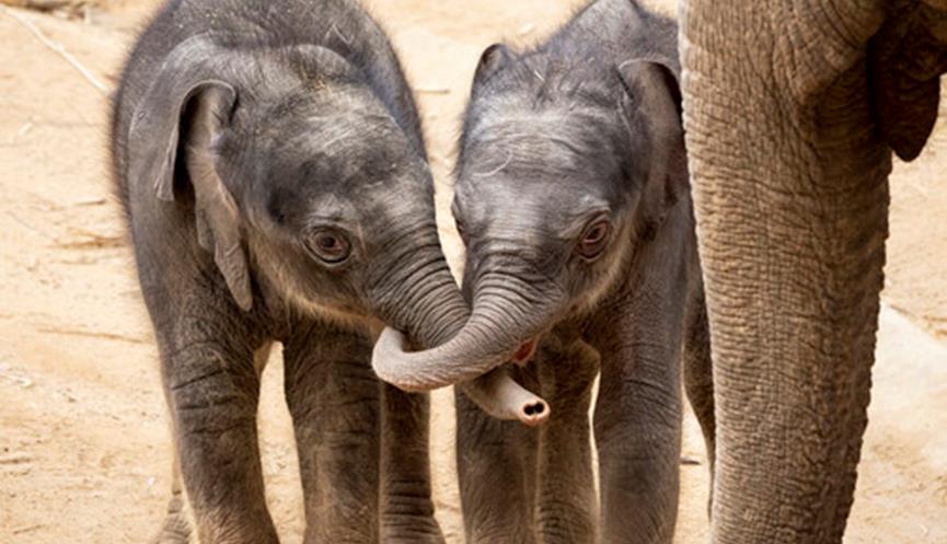 Philanthropy EOFY - Baby Elephants
