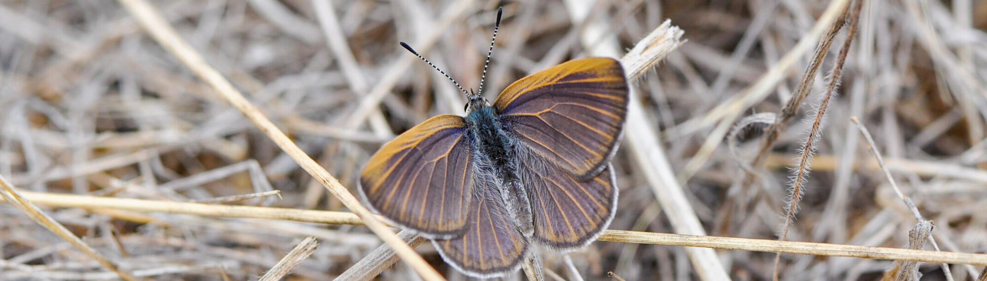 A Golden-Rayed Blue Butterfly (grey and brown with blue wings), sitting on a piece of dry grass.
