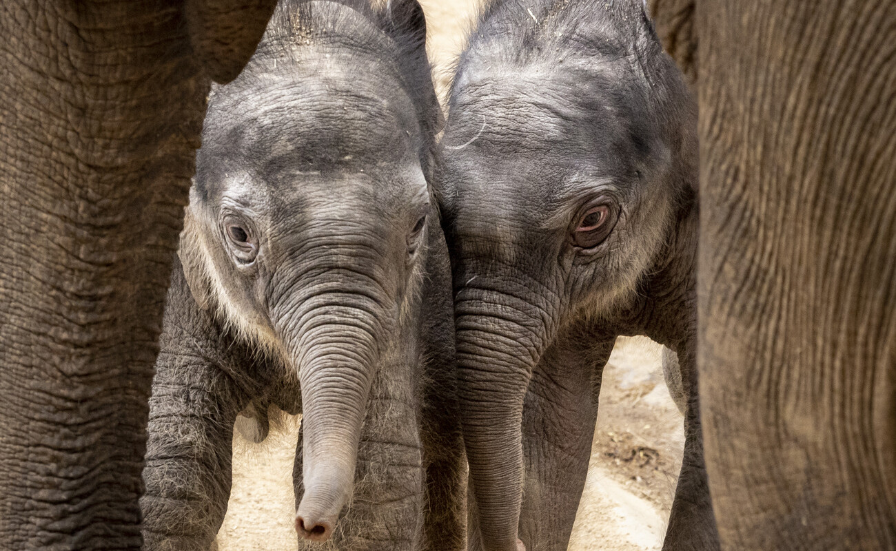 3 day old male (Roi-Yim on right) and 10 day old female (Aiyara on left) elephant calves standing together facing camera.
