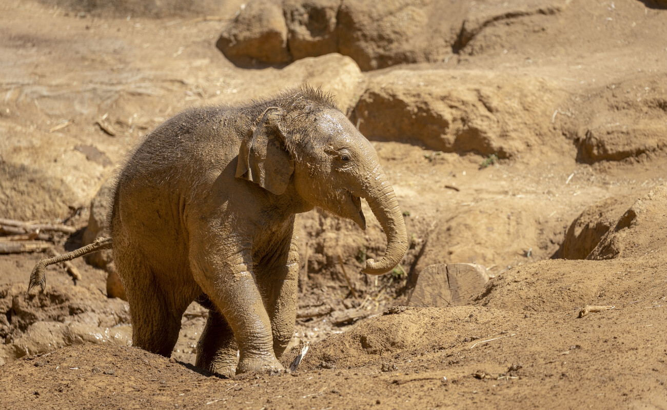 Female calf, Kati. Bathing in mud wallow, water and then dust bath on warm summers day.