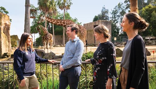Three teachers and a keeper standing alongside the Giraffe paddock, with two Giraffes eating leaves in the background.
