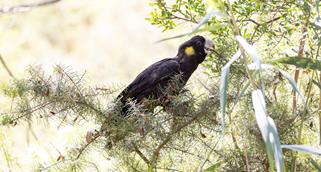 Wipe For Wildlife - Black Cockatoo Eating on Branch