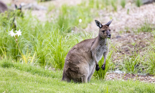 A kangaroo eating grass