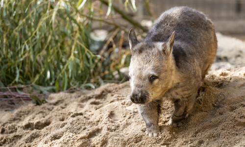 A wombat walking a a mound of dirt