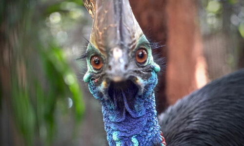 A close up of a cassowary