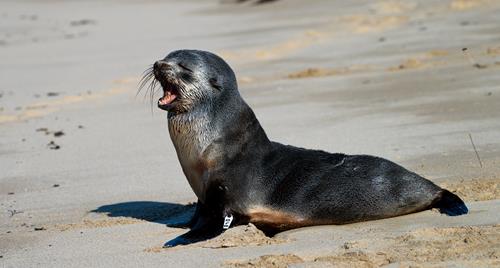 A seal on the beach, with mouth open and facing left.