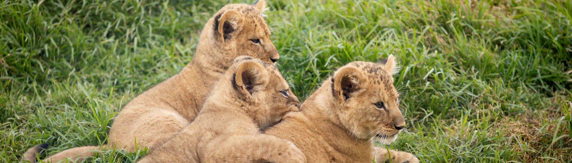 Werribee Open Range Zoo | African Lion Cubs | Membership Lion Naming Competition | 3 cubs cuddled together