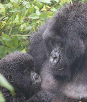 Image courtesy of Dian Fossey Gorilla Fund International