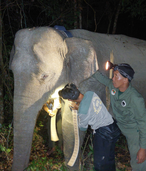 Image courtesy of International Elephant Project