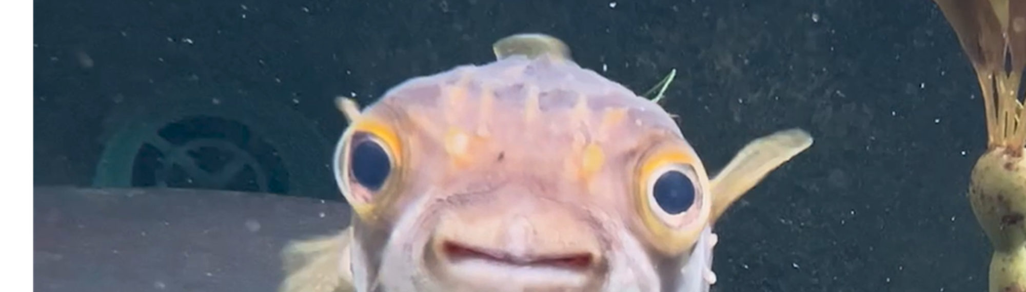 A small Puffer fish, seen from face on.