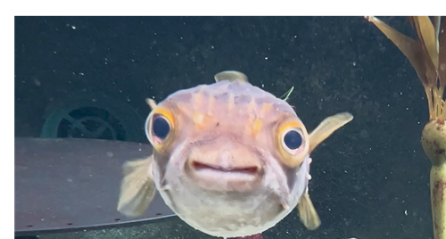 A small Puffer fish, seen from face on.