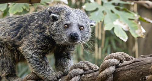 Bhalu the Binturong, standing on a rope-wrapped log, seen from his front-to-right and looking to the camera.