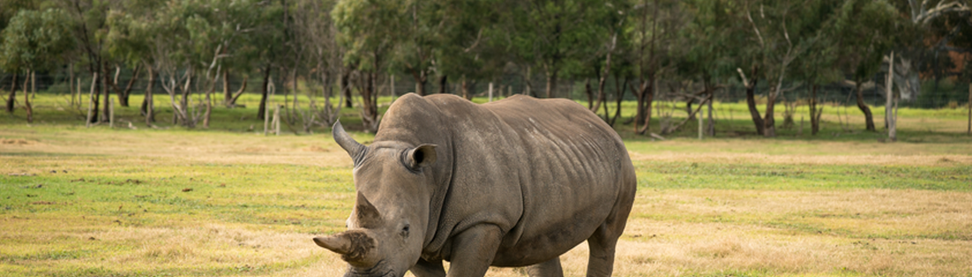 A Rhinoceros on the Savannah of Werribee Zoo, seen from their front-to-right.