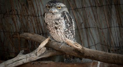 A Tawny Frogmouth Owl, sitting on a branch and looking toward the camera to their left, inside the Kyabram Aviary.