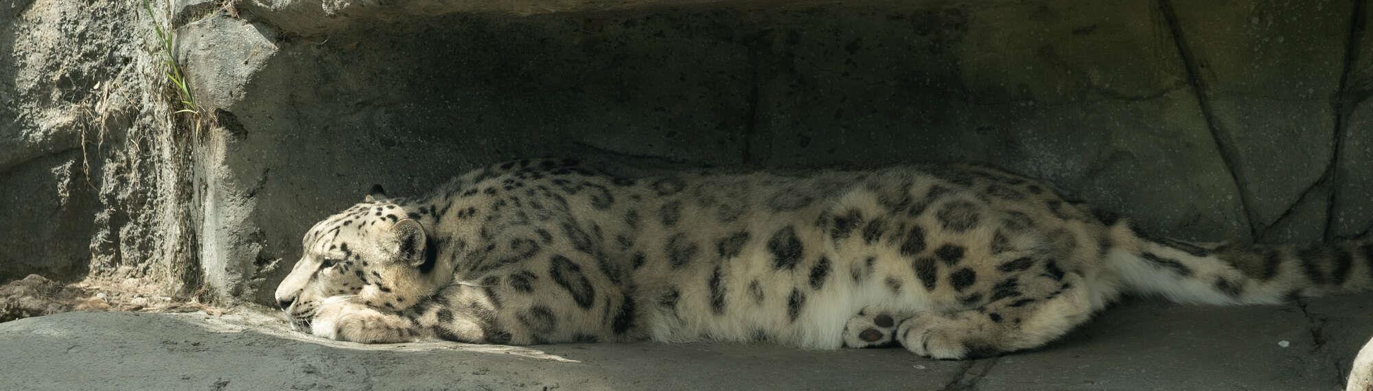 Snow Leopard Miska, resting in a rocky enclave, facing left of frame.