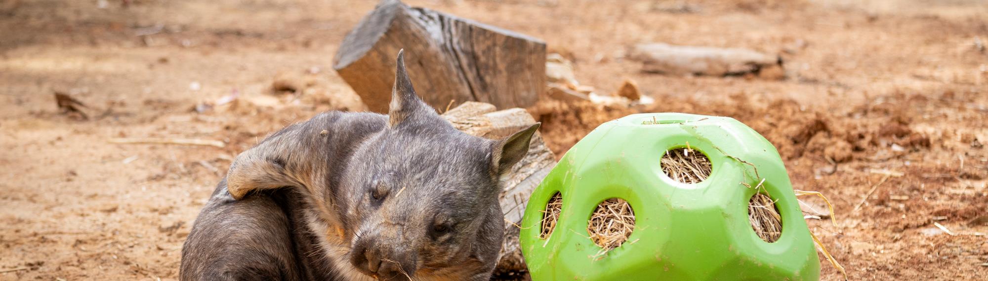 A Wombat sitting next to a hollow green enrichment ball (polyhedron) filled with grass.