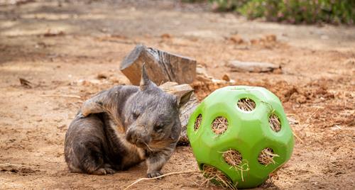 A Wombat sitting next to a hollow green enrichment ball (polyhedron) filled with grass.