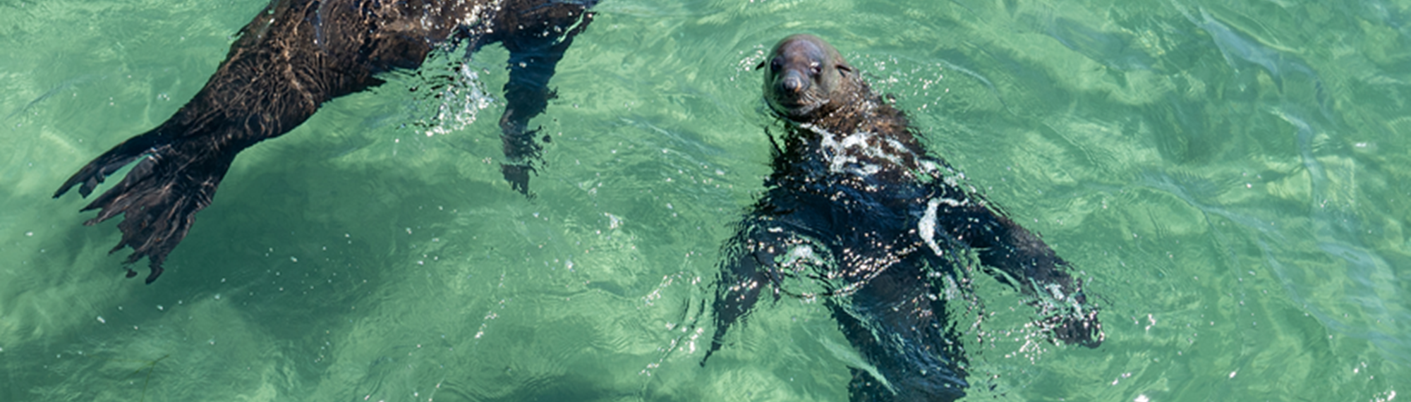 Three Australian Fur Seals, swimming in aqua-floored, shallow water.