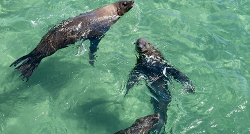 Three Australian Fur Seals, swimming in aqua-floored, shallow water.