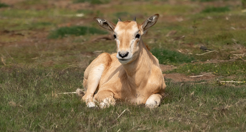 A young Scimitar Horned Oryx, sitting in the Savannah grass, shown from face-on.