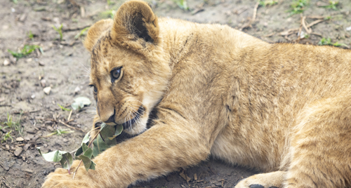 A Lion cub, chewing on a leafy branch while lying sideways in the dirt, seen from their left.