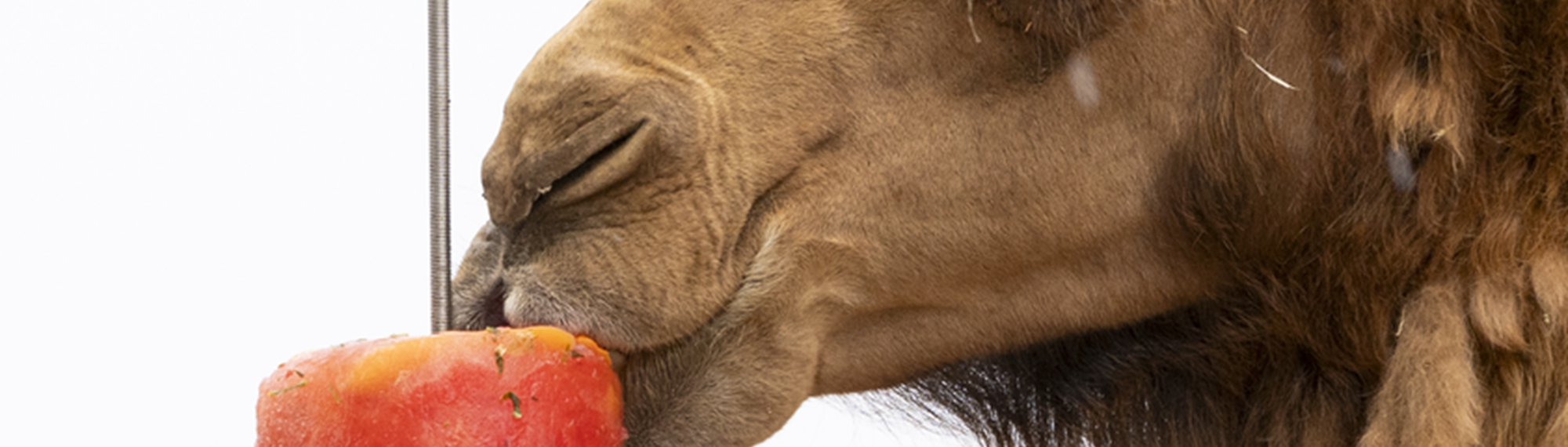 Close-up of a Camel, sucking on a red ice block hung from a wire, seen from their left.