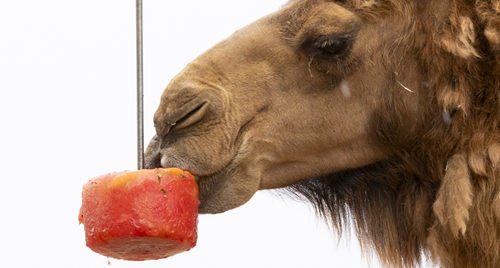 Close-up of a Camel, sucking on a red ice block hung from a wire, seen from their left.